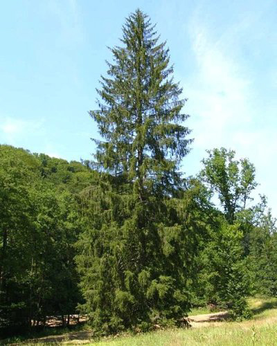 50-norway-spruce